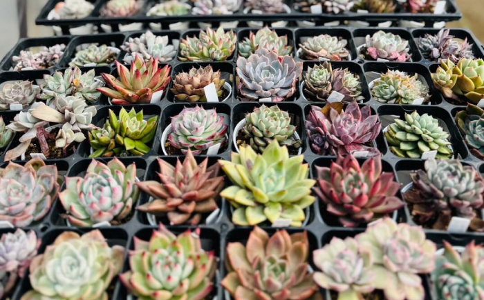 多肉植物 初心者さんも育てやすい エケベリア おまかせ 5種セット / 植物 インテリア 苗 自然 ナチュラル 緑 置物 初心者 栽培 【mucca】 [ATHD001]