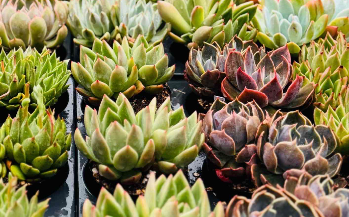 多肉植物 9センチポット 大型苗 デカベリア エケベリア おまかせ 5種セット / 植物 インテリア 苗 自然 ナチュラル 緑 置物 初心者 栽培 【mucca】 [ATHD003]