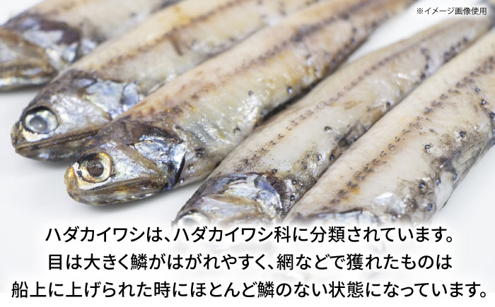 高知県産 ハダカイワシ干物 約1kg / 高知 ハダカイワシ イワシ いわし 魚 干物 冷凍 【ワクトフーズ】 [ATHF001]