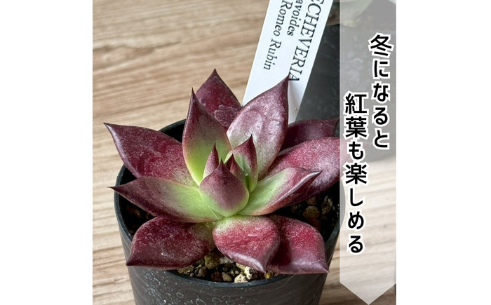 レア多肉・原種エケベリア詰め合わせ（5種類） / 植物 インテリア 苗 自然 ナチュラル 緑 栽培 趣味 【見元園芸】 [ATHY001]