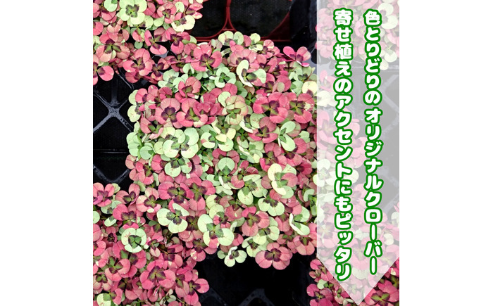 【先行予約】オリジナルクローバー詰め合わせ（5種）＜2025年12月～発送＞ / 花 植物 インテリア 苗 自然 ナチュラル 緑 栽培 趣味 【見元園芸】 [ATHY008]