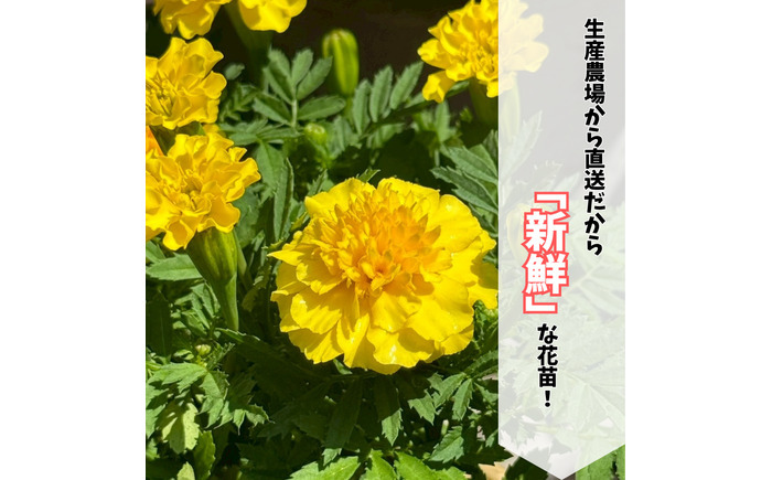 季節の花苗詰め合わせ（おまかせ12種）/ 花 インテリア 苗 自然 ナチュラル 緑 栽培 趣味 【見元園芸】 [ATHY009]