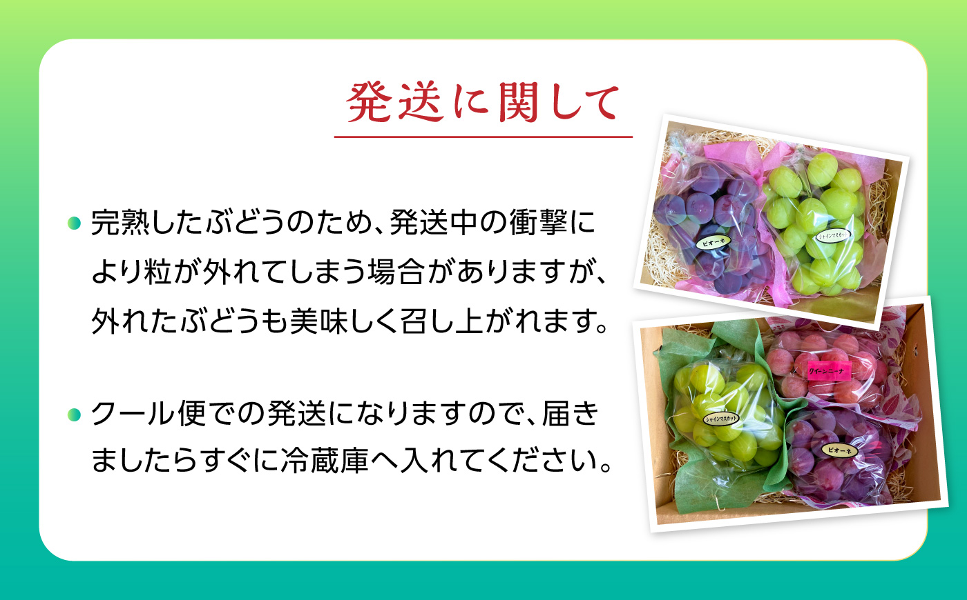 【先行予約】高知県産 生産者厳選！ シャインマスカット含む 食べ頃ぶどう詰め合わせ 約1.1kg（2～3房）〈2026年8月下旬～2026年9月末頃まで発送〉 / マスカット ぶどう 葡萄 ブドウ 果物 フルーツ デザート 詰め合わせ セット 【COCO葡萄園】 [ATIO002]