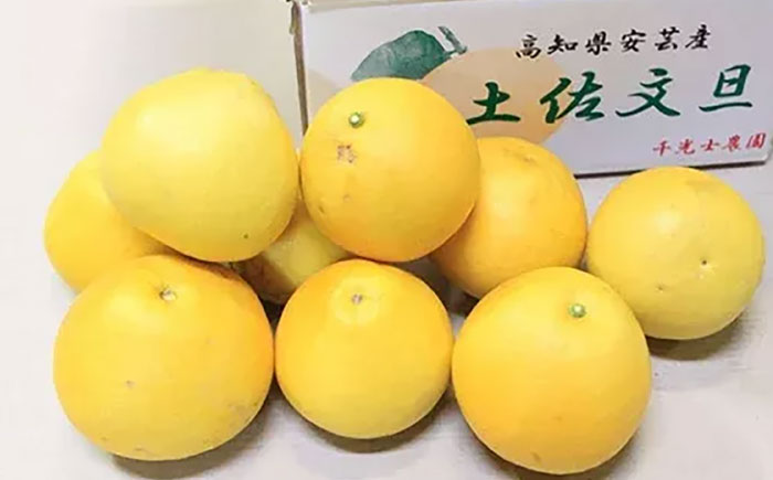 【先行予約】 千光士農園の土佐文旦 約5kg 家庭用 〈2026年2月中旬より発送〉 / 文旦 ぶんたん ブンタン 土佐文旦 柑橘 果物 フルーツ デザート 春 期間限定 季節限定 土佐 高知 【株式会社Dorago】 [ATAM062]