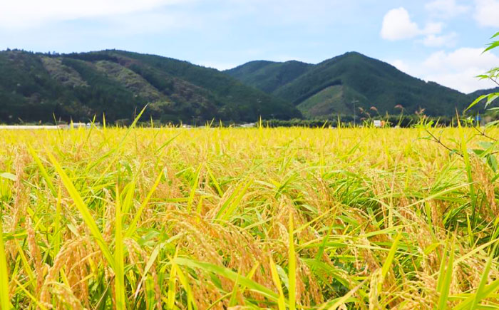 【先行予約】令和7年産 無洗米 特別栽培仁井田米 香り米入り 約3kg×3 〈2025年11月中旬～発送〉 【高知食糧株式会社】 [ATBL002]