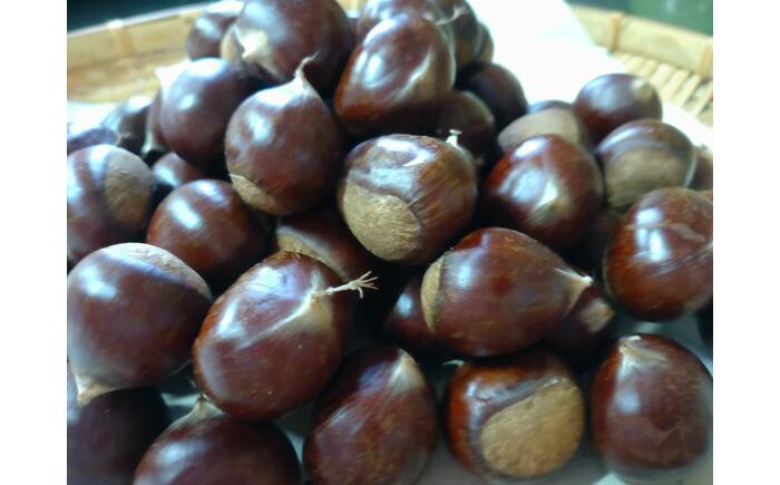 【先行予約】高級生栗 まるっこ栗  約1kg ＜2026年10月中旬～発送＞  夢甘栗 秀品 生栗 生 くり 栗 果物 クリ 秋 和栗 栗ご飯 季節限定 【仁淀川流域夢甘栗生産者組合 くり蔵】 [ATDR003]