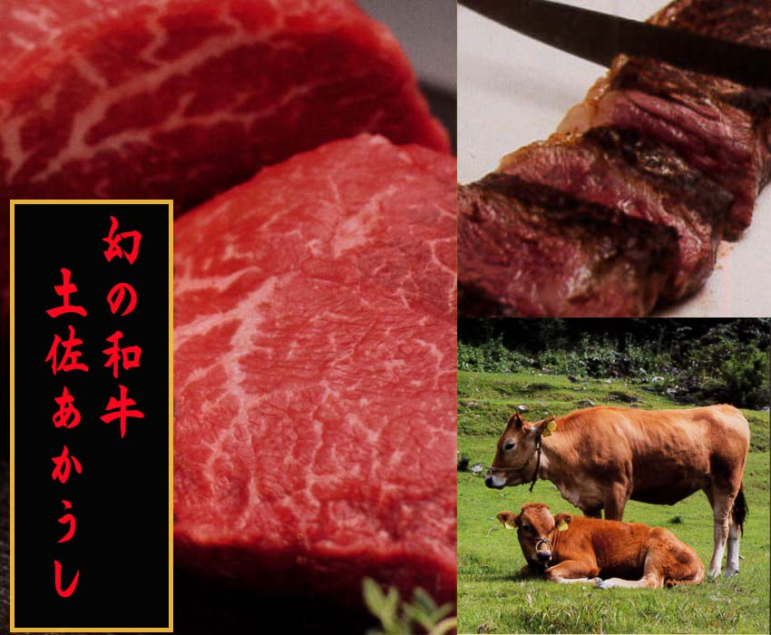 土佐あかうし カルビ (焼肉用) 約500g 幻の和牛 【グレイジア株式会社】 [ATAC031]