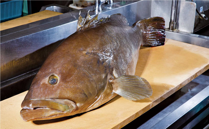 【先行予約】土佐料理司 高知本店　クエ鍋2人前〈2025年11月～発送〉【株式会社土佐料理司】 [ATAD004]