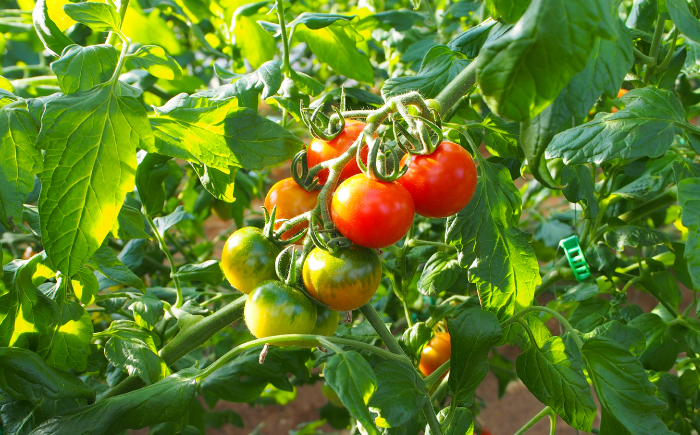 【先行予約】 高知県高知市 フルーツトマト メルベーユ 約1kg 〈2025年12月中旬頃～発送〉 / 高糖度 トマト とまと フルーツトマト 野菜 【株式会社　四国健商】 [ATAF071]