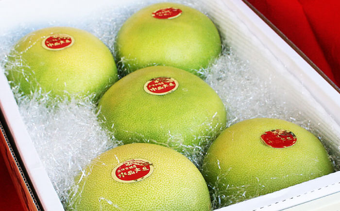 南国土佐の女王柑橘 水晶文旦 約3kg 5玉入り〈2025年9月中旬～2025年12月下旬頃発送〉/ 文旦 ぶんたん フルーツ 果物 3キロ 高知県 【フルーツショップオザキ】 [ATAH008]