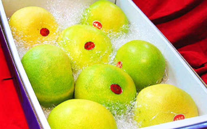 南国土佐の女王柑橘 水晶文旦 約5kg 8玉入り〈2025年9月中旬～2025年12月下旬頃発送〉/ 大玉サイズ 文旦 ぶんたん フルーツ 果物 5キロ 高知県 【フルーツショップオザキ】 [ATAH009]