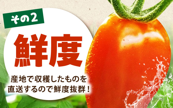 【先行予約】 徳谷はじまりトマトのミニトマト 約1kg ミックス〈2026年3月～発送〉 /ミニ プチ トマト 高糖度 高知トマト 【株式会社Dorago】 [ATAM051]
