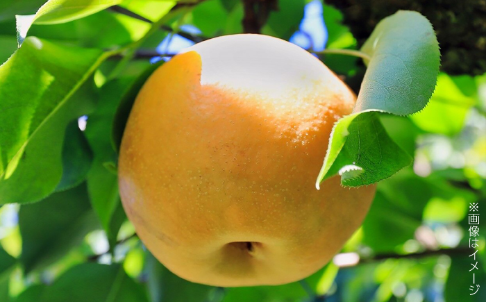 【先行予約】 川渕果樹園 豊水梨 約2kg 家庭用 〈2025年10月～発送〉 / 梨 なし ナシ 豊水 果物 フルーツ デザート 夏 秋 ヘルシー 健康 水分補給 【株式会社Dorago】 [ATAM056]