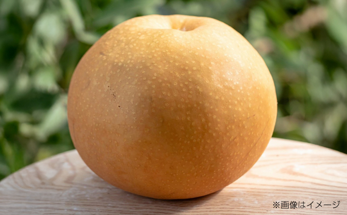 【先行予約】 川渕果樹園 秋月梨 約2kg 家庭用 〈2025年10月～発送〉 / 梨 なし ナシ 果物 フルーツ デザート 秋 甘い ジューシー 【株式会社Dorago】 [ATAM058]