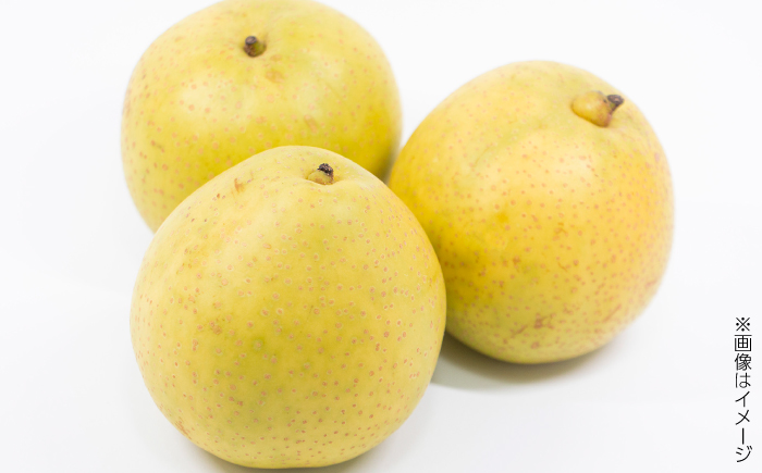 【先行予約】 川渕果樹園 八達梨 約4kg 家庭用 〈2025年10月～発送〉 / 梨 なし ナシ 果物 フルーツ デザート 秋 甘い ジューシー 【株式会社Dorago】 [ATAM061]