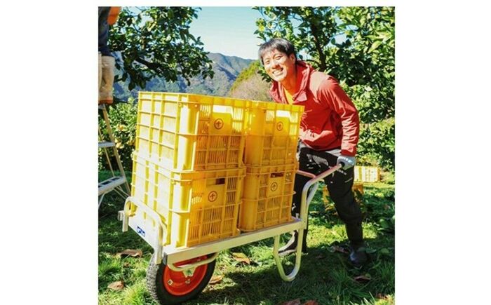 【先行予約】 千光士農園の土佐文旦 約5kg 家庭用 〈2026年2月中旬より発送〉 / 文旦 ぶんたん ブンタン 土佐文旦 柑橘 果物 フルーツ デザート 春 期間限定 季節限定 土佐 高知 【株式会社Dorago】 [ATAM062]