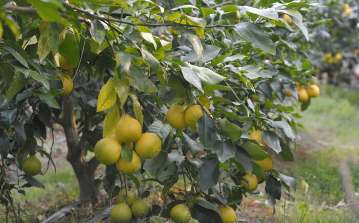 土佐ベルガモットのスパークリング 500ml×12本セット/ 土佐生姜 ベルガモット スパークリング ジンジャーエール 爽やか 飲料 ドリンク 【はるのTERRACE】 [ATAV014]