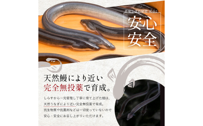 完全無投薬 仁淀川の伏流水で育てた贅沢うなぎ蒲焼き 中 (約150g×5尾 ) ギフトセット 池澤鮮魚 【池澤鮮魚オンラインショップ】 [ATBE020]