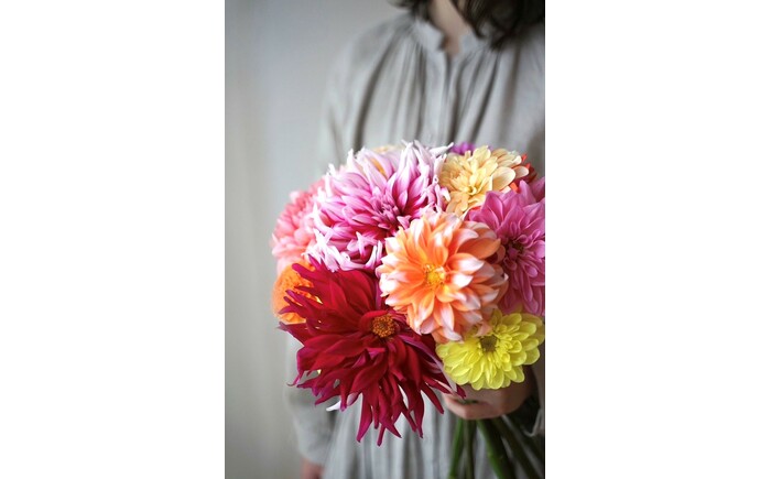 【定期便】ダリア花束初回花瓶付き 6ヶ月定期便 / ダリア お花 フラワー 大輪 花束 定期便 高知 生花 誕生日 ギフト 季節の花 延命剤付き インテリア 華やか 自分へのご褒美【株式会社tomoni】 [ATCG051]