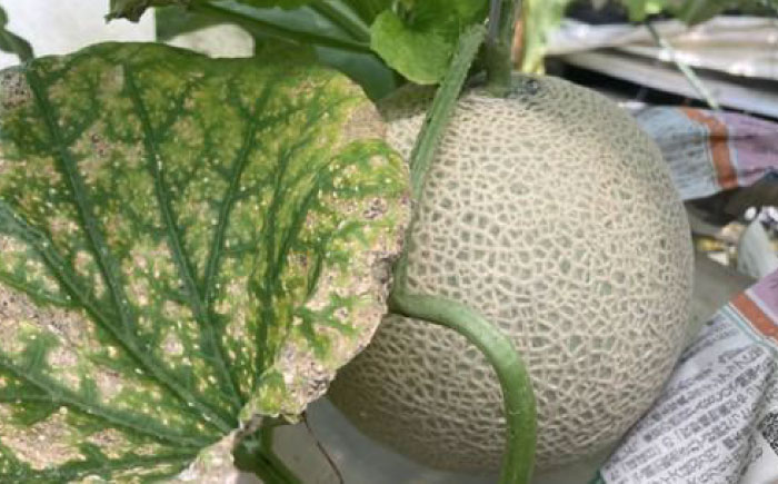 【先行予約】 高知市 春野町産 マスクメロン 2玉 (約2.8kg～約3.4kg 箱重量込み) 〈2026年9月10日～2026年9月15日発送〉 【片山農園】 [ATCI002]