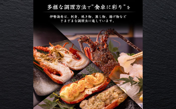 伊勢海老 2匹入 約600g～800g 活き イセエビ いせえび 刺身 海鮮 御中元 お中元 敬老の日 ギフト 贈り物 プレゼント 伊勢エビ 伊勢えび 高級食材 送料無料【土佐黒潮水産】 [ATCQ007]