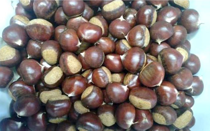 【先行予約】ほくほく甘い！熟成した夢甘栗 高級生栗＜秀品規格＞ 約1kg (約50個前後)＜2026年10月中旬～発送＞ 栗 くり 季節 秋 旬頃 直送【仁淀川流域夢甘栗生産者組合 くり蔵】 [ATDR002]