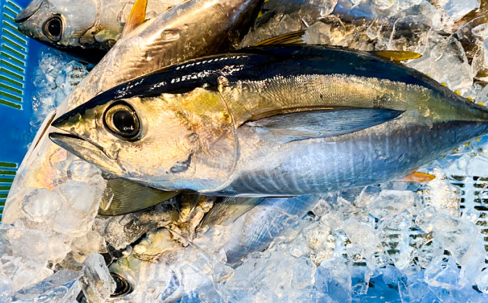 土佐沖キハダマグロ藁焼きたたき 約1kg【株式会社高知大丸】 [ATEZ011]