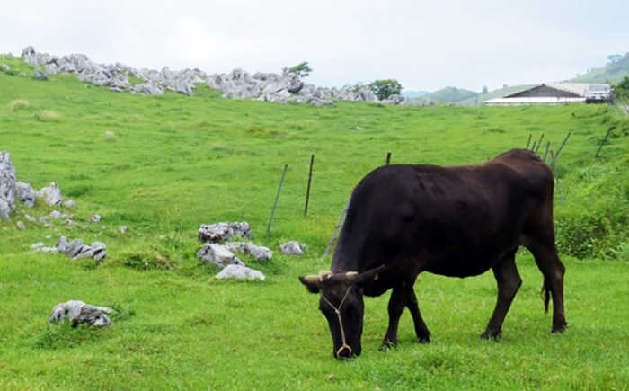 土佐黒牛　モモ（スライス）約500g【高知県食肉センター株式会社】 [ATFC009]