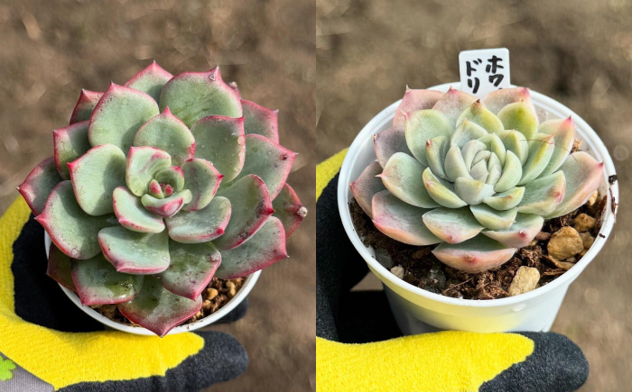 多肉植物 初心者さんも育てやすい エケベリア おまかせ 5種セット / 植物 インテリア 苗 自然 ナチュラル 緑 置物 初心者 栽培 【mucca】 [ATHD001]