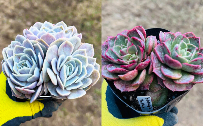 多肉植物 9センチポット 大型苗 デカベリア エケベリア おまかせ 5種セット / 植物 インテリア 苗 自然 ナチュラル 緑 置物 初心者 栽培 【mucca】 [ATHD003]