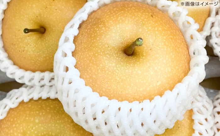 【先行予約】 新高梨 約2kg（3～4玉） 〈2026年9月20日～10月末発送〉 / 高知 針木 新高梨 梨 和梨 果物 フルーツ デザート 【川渕果樹園】 [ATHX001]