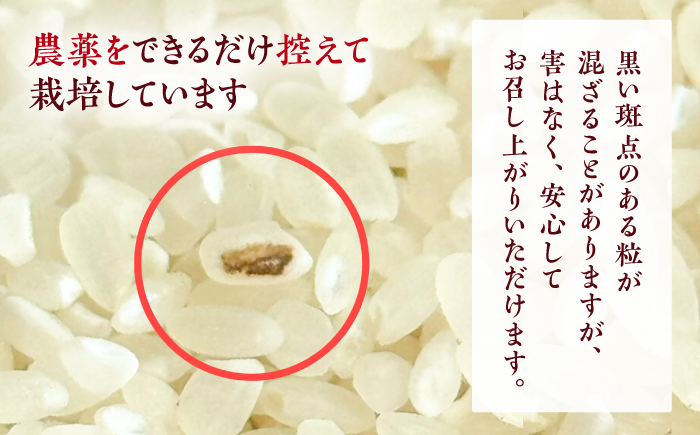 新米 R7年度産 花屋が作ったお米（約5kg）/ 米 お米 ご飯 白米 食品 炊飯 グルメ 【見元園芸】 [ATHY004]