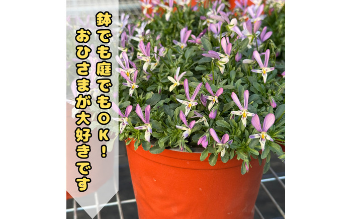 【先行予約】オリジナルビオラ詰め合わせ（5種）＜2025年11月～発送＞ / 花 インテリア 苗 自然 ナチュラル 緑 栽培 趣味 【見元園芸】 [ATHY006]