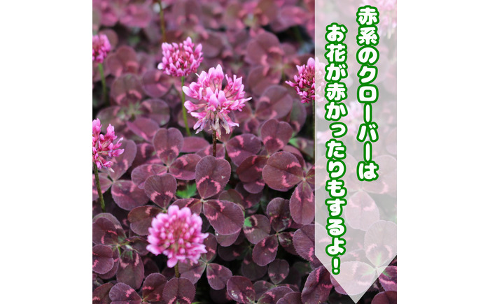 【先行予約】オリジナルクローバー詰め合わせ（5種）＜2025年12月～発送＞ / 花 植物 インテリア 苗 自然 ナチュラル 緑 栽培 趣味 【見元園芸】 [ATHY008]