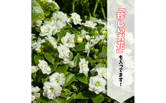 季節の花苗詰め合わせ（おまかせ12種）/ 花 インテリア 苗 自然 ナチュラル 緑 栽培 趣味 【見元園芸】 [ATHY009]