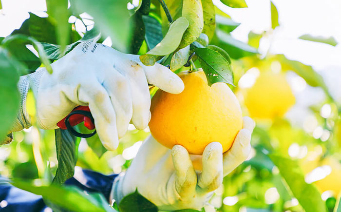 【先行予約】 千光士農園の土佐文旦 約5kg 家庭用 〈2026年2月中旬より発送〉 / 文旦 ぶんたん ブンタン 土佐文旦 柑橘 果物 フルーツ デザート 春 期間限定 季節限定 土佐 高知 【株式会社Dorago】 [ATAM062]