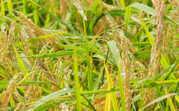 【先行予約】令和7年産 無洗米 特別栽培仁井田米 香り米入り 約3kg×3 〈2025年11月中旬～発送〉 【高知食糧株式会社】 [ATBL002]