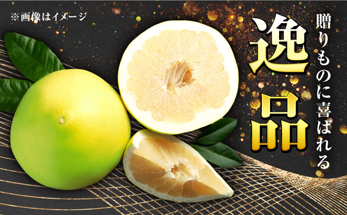 高知県産 水晶文旦 約3kg 6玉入 贈答用〈2026年9月下旬～11月上旬頃発送〉 /  高知 水晶 文旦 柑橘 果物 フルーツ くだもの 贈答 お中元 お歳暮 ギフト ぶんたん 【株式会社　四国健商】[ATAF032]