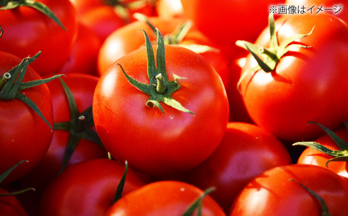 【先行予約】 高知県高知市 フルーツトマト メルベーユ 約1kg 〈2025年12月中旬頃～発送〉 / 高糖度 トマト とまと フルーツトマト 野菜 【株式会社　四国健商】 [ATAF071]