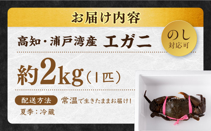 数量限定 希少品 浦戸湾産 エガ二 約2キロ(1匹)【土佐の廣丸】[ATAL003]