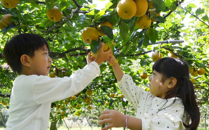 【先行予約】 川渕果樹園 秋月梨 約4kg 家庭用 〈2025年10月～発送〉 / 梨 なし ナシ  果物 フルーツ デザート 秋 甘い ジューシー 【株式会社Dorago】 [ATAM059]