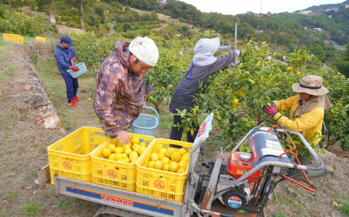 土佐ベルガモットのスパークリング 500ml×12本セット/ 土佐生姜 ベルガモット スパークリング ジンジャーエール 爽やか 飲料 ドリンク 【はるのTERRACE】 [ATAV014]