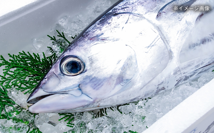 高知県産 土佐久礼 完全手焼き 藁焼き鰹たたき 約1.5kg 【池澤鮮魚オンラインショップ】 [ATBE026]