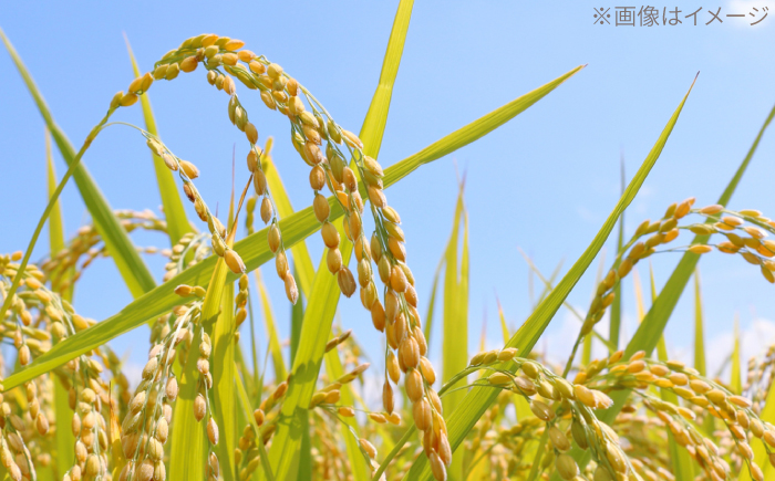 R7年度産 無洗米 地産地消米 約5kg×2 合計約10kg  /高知県 高知市 無洗米 精米 お米 白米 ブレンド米 【高知食糧株式会社】 [ATBL003]