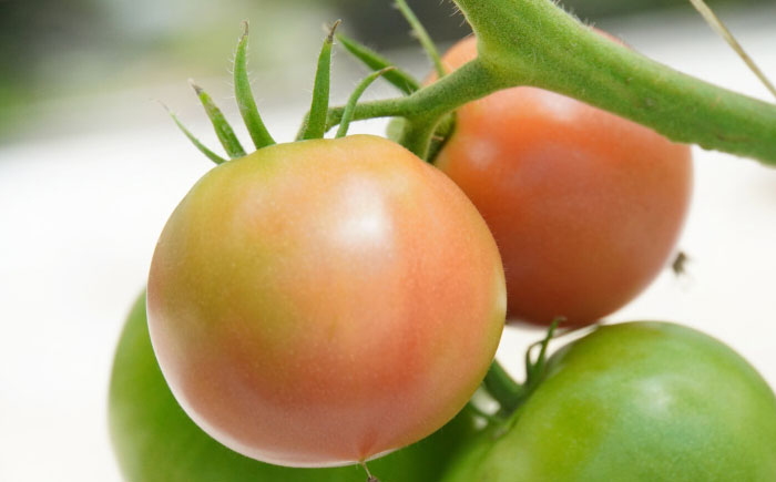 大容量4kg 高知の太陽と水で育てたこだわりのトマト「太陽の恵み」!! 【株式会社　羽根】 [ATCK001]