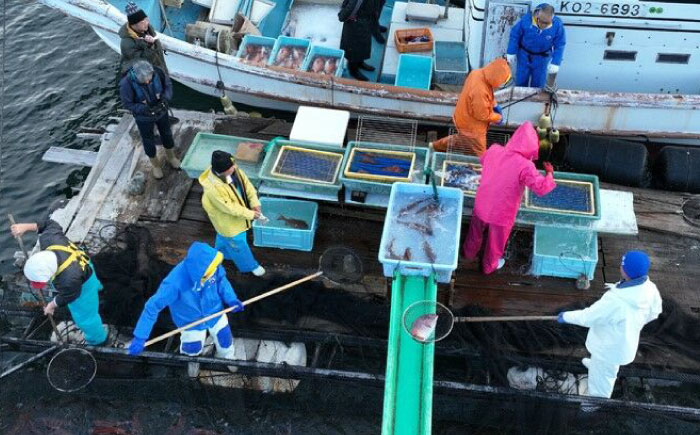 土佐黒潮真鯛の柚子〆　2枚（約500～700g）【株式会社　羽根】 [ATCK016]