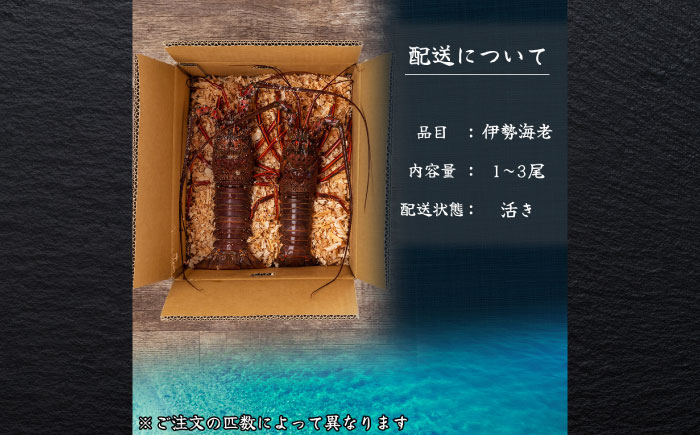 伊勢海老 3匹入 約900g～1.2kg 活き イセエビ いせえび 刺身 海鮮 御中元 お中元 敬老の日 ギフト 贈り物 プレゼント 伊勢エビ 伊勢えび 高級食材 送料無料【土佐黒潮水産】 [ATCQ008]