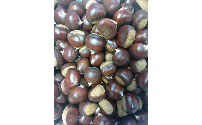 【先行予約】高級生栗 まるっこ栗  約1kg ＜2026年10月中旬～発送＞  夢甘栗 秀品 生栗 生 くり 栗 果物 クリ 秋 和栗 栗ご飯 季節限定 【仁淀川流域夢甘栗生産者組合 くり蔵】 [ATDR003]