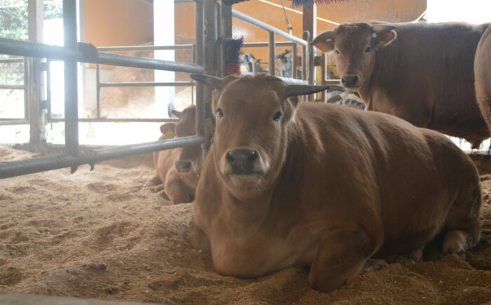 土佐あかうし 焼肉用（肩ロース）約400g / 贈答用 ジューシーな肩肉 あかうし 土佐 土佐和牛 和牛 牛 肉 お肉 焼肉 冷凍 高知 【高知県食肉センター株式会社】 [ATFC031]