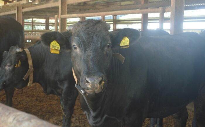 土佐黒牛 焼肉用（バラ肉）約400g / 贈答用 黒牛 土佐 土佐和牛 和牛 牛 肉 お肉 牛バラ 焼肉 食品 冷凍 高知 【高知県食肉センター株式会社】 [ATFC032]